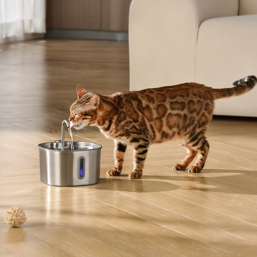 FonteMicio™ – Fontana da 2,2 L con Kit di 2 Mesi